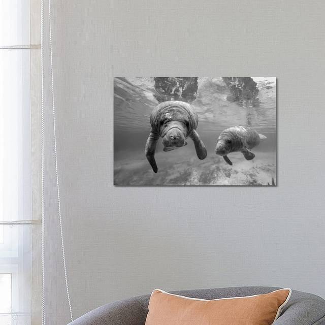 West Indian Manatee Mother and Calf, Crystal River, Florida by Tim Fitzharris - Wrapped Canvas Photograph (66.04 cm H x 45.72 cm W x 3.175 cm D)