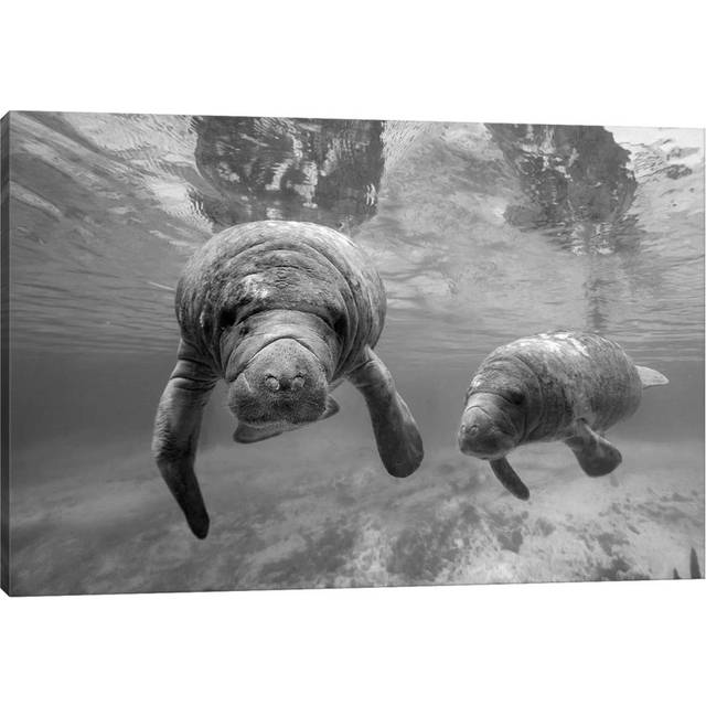 West Indian Manatee Mother and Calf, Crystal River, Florida by Tim Fitzharris - Wrapped Canvas Photograph (30.48 cm H x 45.72 cm W)