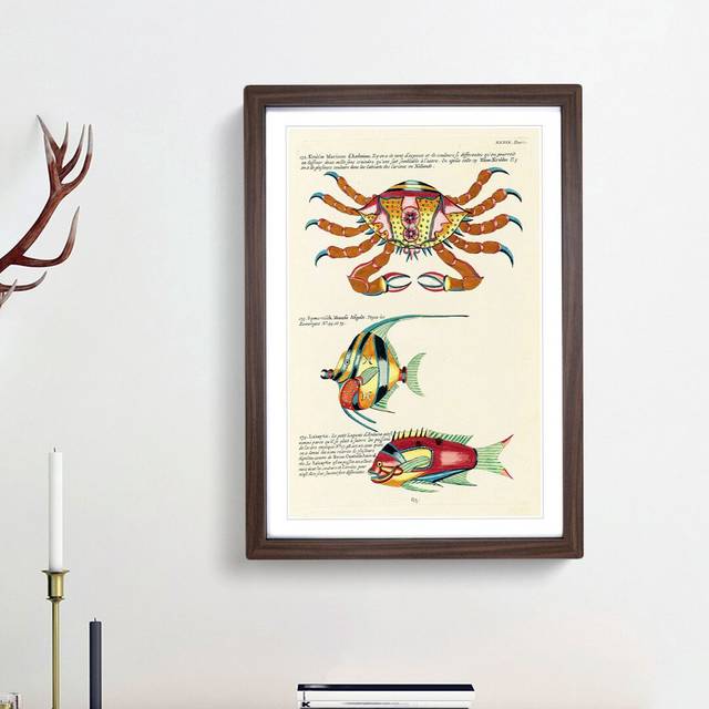 East Indies Fish & Crab Illustrations XXXIX by Louis Renard - Picture Frame Painting Print - Walnut Framed (36cm H x 27cm W x 2cm D)
