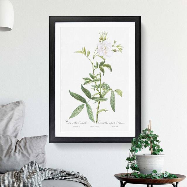 White Roses of York by Pierre-Joseph Redoute - Picture Frame Art Prints - Black Framed (48cm H x 36cm W x 2cm D)