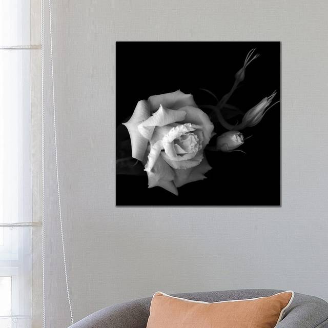 Lisianthus, B&W by Magda Indigo - Wrapped Canvas Graphic Art (66.04cm H x 66.04cm W x 1.905cm D)