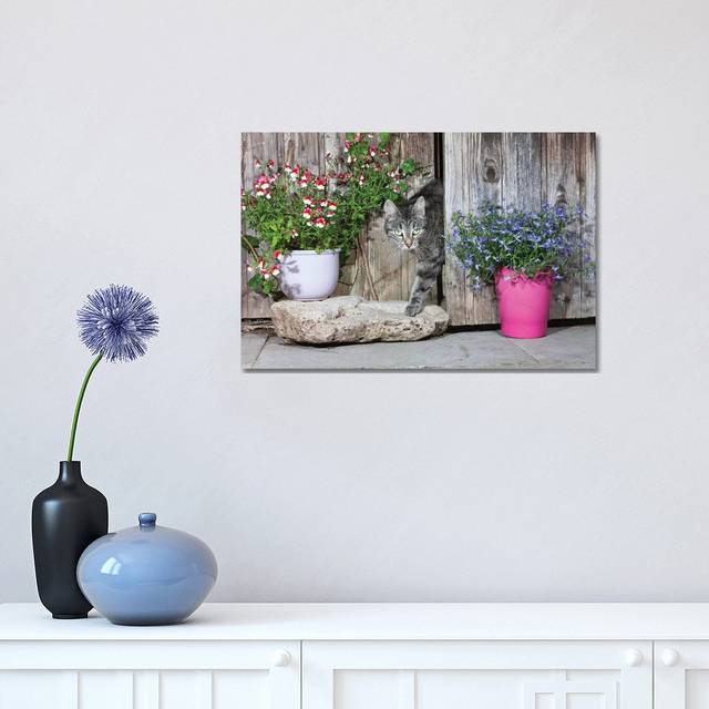 Domestic Cat Female Tabby Emerging From Shed, Lower Saxony, Germany by - Wrapped Canvas Photograph (30.48cm H x 45.72cm W x 1.91cm D)
