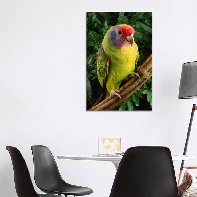 Red-Tailed Amazon Parrot, Atlantic Forest, Brazil - Wrapped Canvas Art Prints (101.6cm H x 66.04cm W)