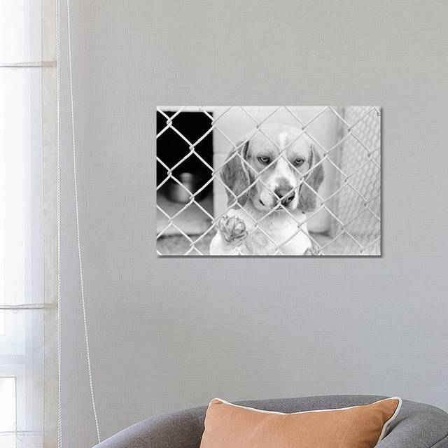 Sad Beagle Dog Looking Through Chain Link Pound Fence by Vintage Images - Wrapped Canvas Photograph (66.04 cm H x 45.72 cm W x 3.175 cm D)
