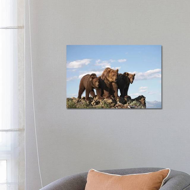 Grizzly Bear Mother with Two One Year Old Cubs by Tim Fitzharris - Wrapped Canvas Photograph (45.72cm H x 66.04cm W x 3.81cm D)