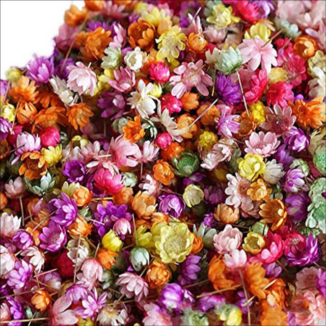 1420Pcs Pressed Real Dried Flowers Leaves for Epoxy Resin Jewelry Making Nail DIY