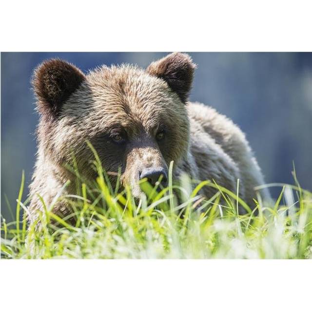 Grizzly Bear Ursus Arctos Horribilis Khutzymateen Sanctuary Near Prince Rupert - British Columbia Canada Poster Print - 19 x 12 in.