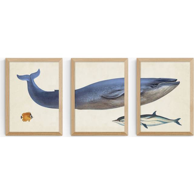 EAST END PRINTS Natural History Museum 'Whale' Framed Print, Set of 3