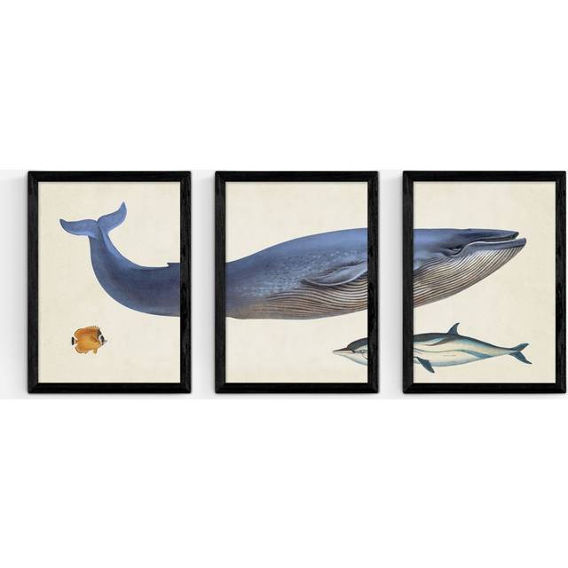 EAST END PRINTS Natural History Museum 'Whale' Framed Print, Set of 3