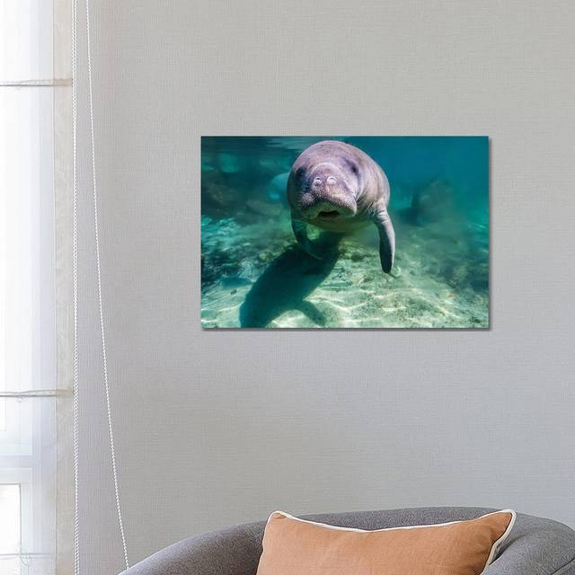Manatee In Crystal River, Florida (66.04 cm H x 45.72 cm W x 1.91 cm D)