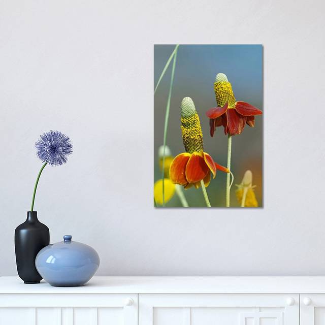 Mexican Hat Flowers in Bloom, North America by Tim Fitzharris - Wrapped Canvas Photograph (30.48 cm H x 45.72 cm W)
