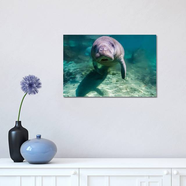 Manatee In Crystal River, Florida (30.48 cm H x 45.72 cm W)