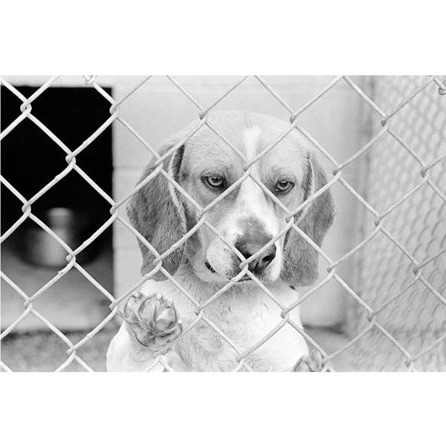 Sad Beagle Dog Looking Through Chain Link Pound Fence by Vintage Images - Wrapped Canvas Photograph (20.32cm H x 30.48cm W x 1.91cm D)