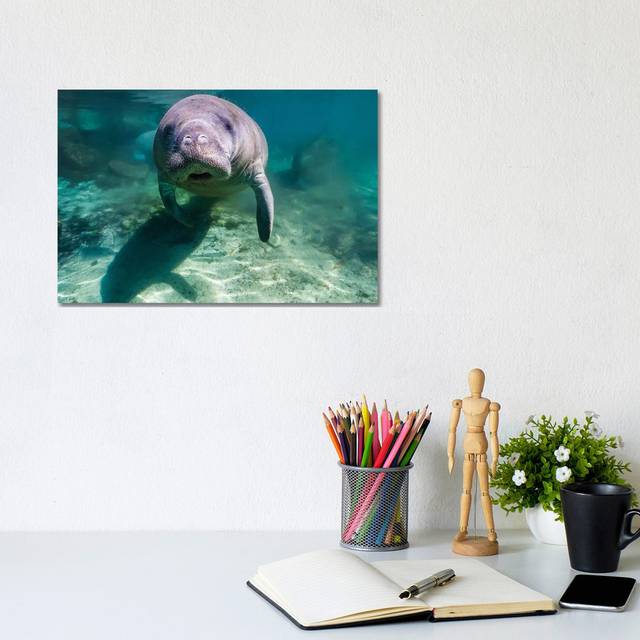 Manatee In Crystal River, Florida (20.32 cm H x 30.48 cm W)