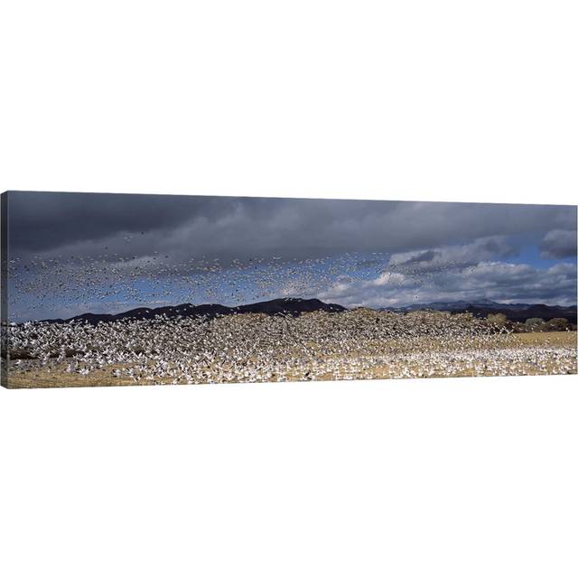 Flock of Snow Geese Flying, Bosque Del Apache National Wildlife Reserve, Socorro County, New Mexico, USA #4 - Wrapped Canvas Panoramic Photograph (182.88 cm H x 60.96 cm W)