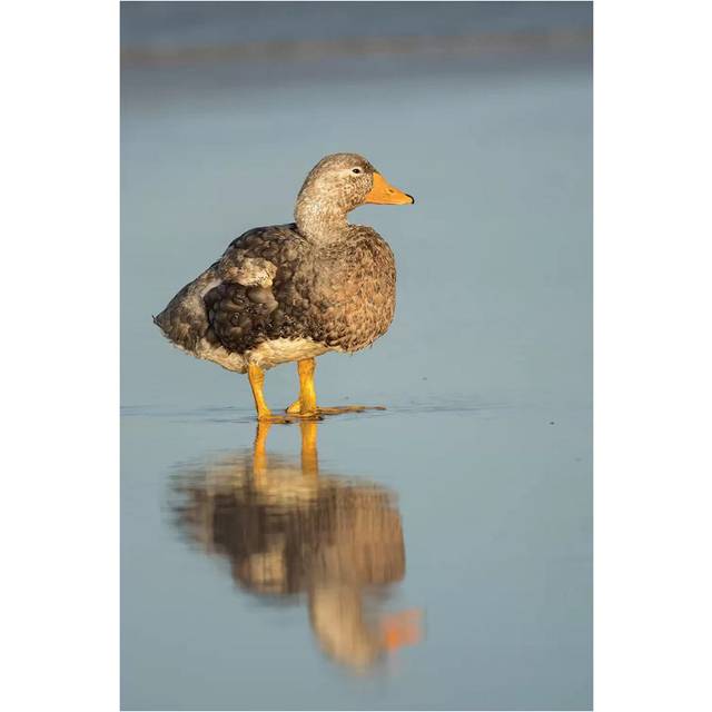 Male Falkland Flightless Steamer Duck, Falkland Islands by Martin Zwick - Wrapped Canvas Photograph (30.48 cm H x 45.72 cm W)