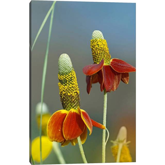 Mexican Hat Flowers in Bloom, North America by Tim Fitzharris - Wrapped Canvas Photograph (30.48cm H x 20.32cm W x 1.91cm D)