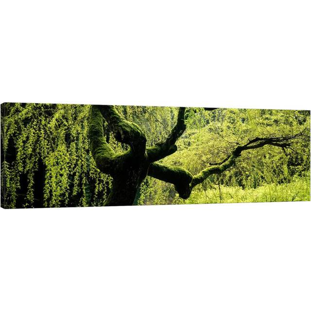Moss Growing on the Trunk of a Weeping Willow Tree, Japanese Garden - Wrapped Canvas Panoramic Photograph (30.48cm H x 91.44cm W x 3.81cm D)