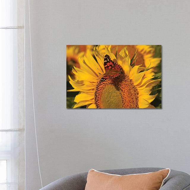 Painted Lady on Sunflower - Wrapped Canvas Photograph (66.04 cm H x 45.72 cm W x 1.91 cm D)