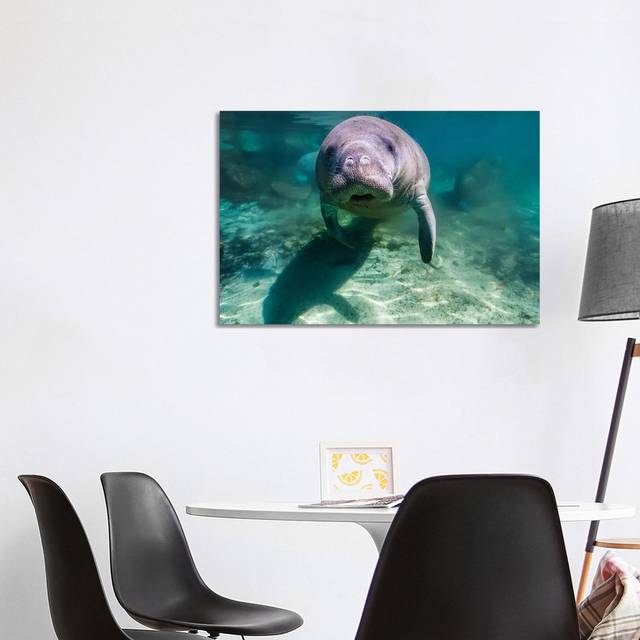 Manatee In Crystal River, Florida (101.6 cm H x 66.04 cm W x 1.91 cm D)