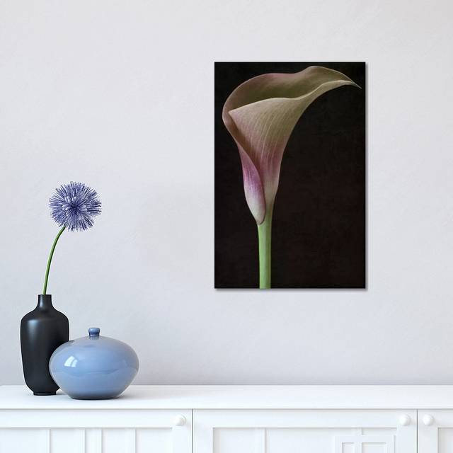 Calla Lily II by Alyson Fennell - Wrapped Canvas Graphic Art (45.72cm H x 30.48cm W)