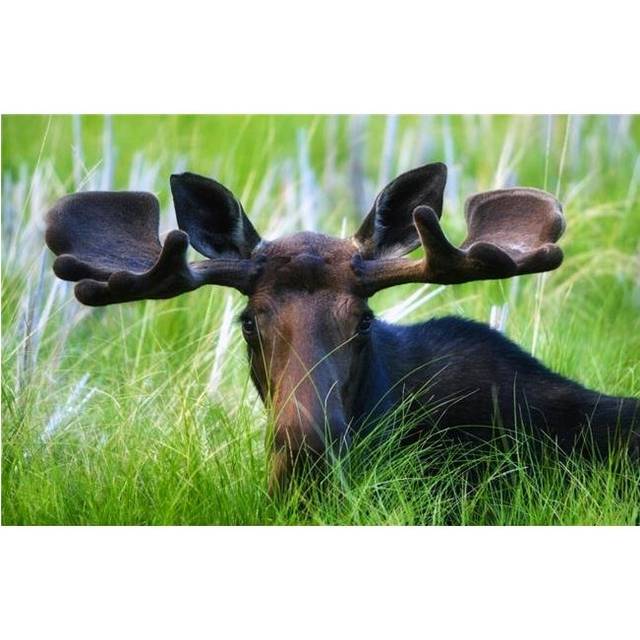 Moose Sitting in a Green Field of Grass Poster Print by Richard Wear, 17 x 11