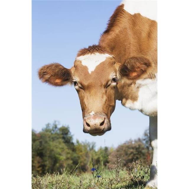 Guernsey Dairy Cow - Granby Connecticut United States of America Poster Print - 24 x 38 in. - Large