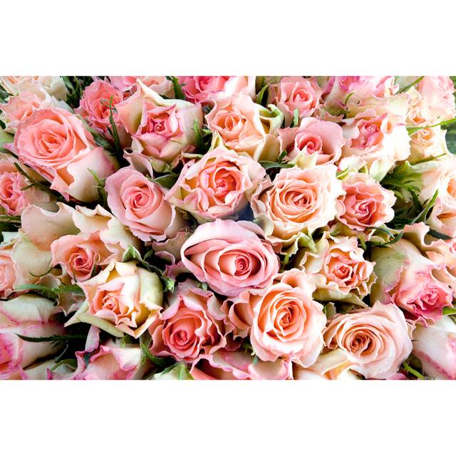 Wendelin Wendelin Pink And White Roses - Wrapped Canvas Photograph (51cm H x 76cm W x 3.8cm D)