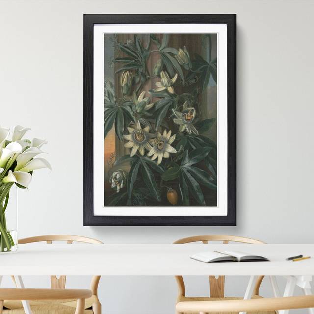 Blue Passion Flower by Philip Reinagle - Picture Frame Painting - Black Framed (36cm H x 27cm W x 2cm D)