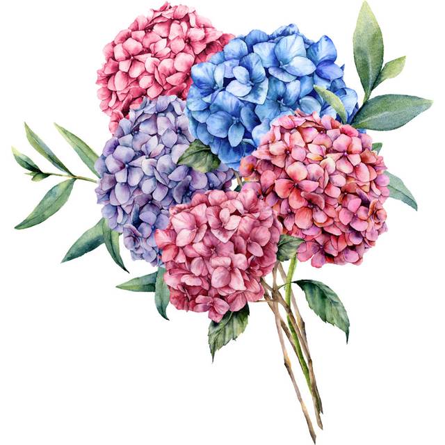 Tacna Watercolour Elegance Bouquet With Hydrangea - Wrapped Canvas Painting (76cm H x 76cm W x 3.8cm D)