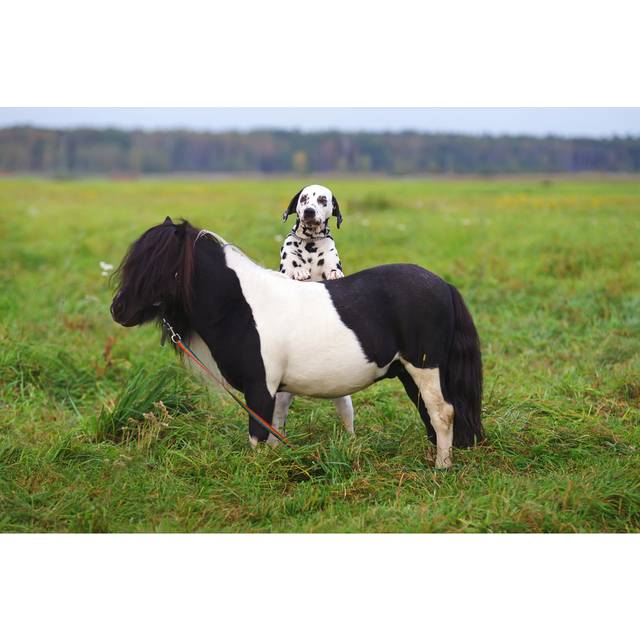Holyrood Dalmatian Dog And Pony by Eudyptula - Wrapped Canvas Photograph (81cm H x 122cm W x 3.8cm D)