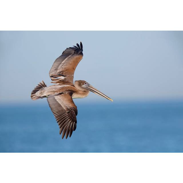 Alula Brown Pelican in Flight - Wrapped Canvas Photograph (61cm H x 91cm W x 3.8cm D)