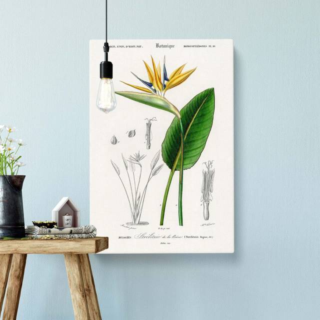 'Bird of Paradise Flower' by Charles d' Orbigny - Wrapped Canvas Painting Print - White;Green;Beige (76 cm H x 50 cm W)