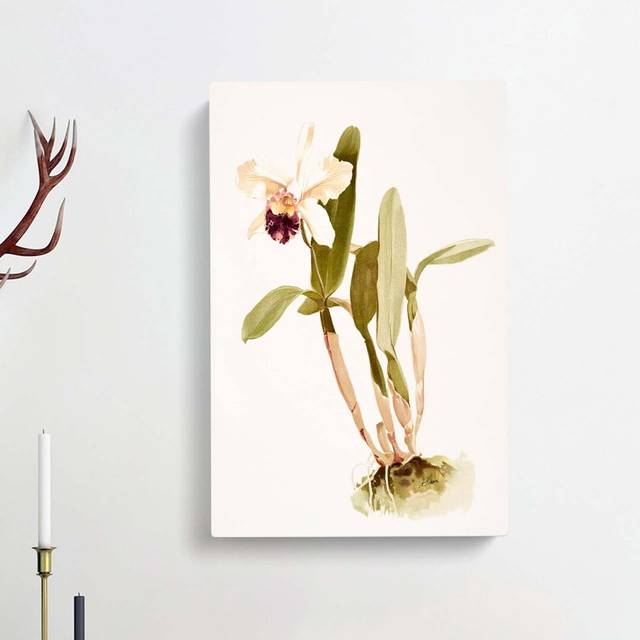 Magnolia Flowers Illustration Tab. 67 by Frederick Sander - Wrapped Canvas Graphic Art Print (76cm H x 50cm W x 3cm D)