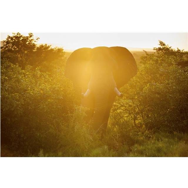 African Elephant Loxodonta Kruger National Park - South Africa Poster Print - 38 x 24 in. - Large