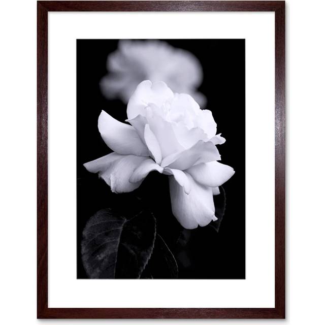 Photograph of a White Rose Flower Bloom Petals Greyscale Floral Nature Black and White Picture Artwork Framed Wall Art Print 12X16 Inch - Brown - One - One Size