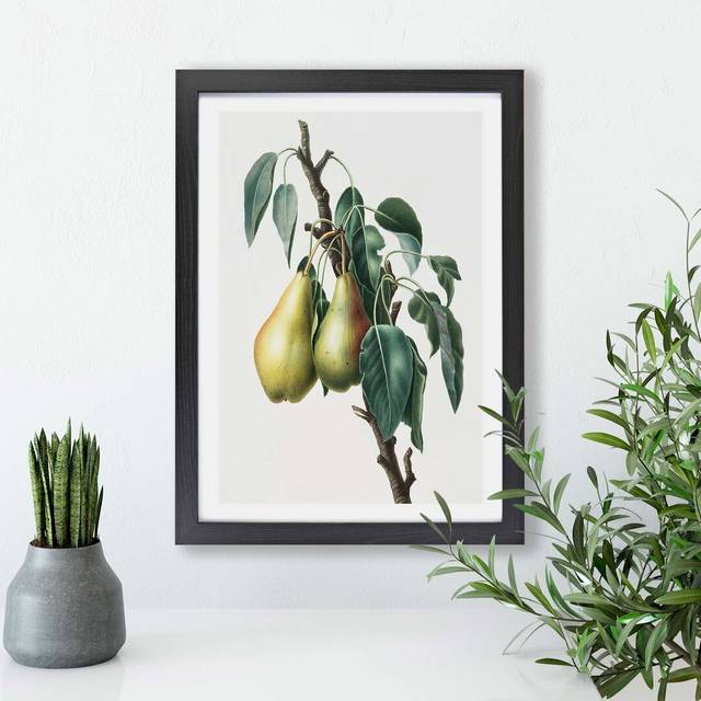 &#39;Lemon Pear Tree&#39; by Giorgio Gallesio - Picture Frame Painting Print on Paper - Black (45cm H x 63cm W x 2cm D)