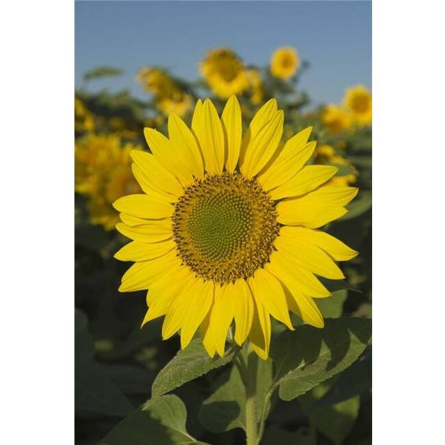 Sunflower Poster Print, Large - 22 x 34