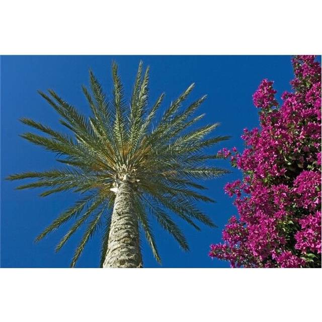 Palm Tree & Pink Flowers, Close Up Poster Print, 34 x 22 - Large