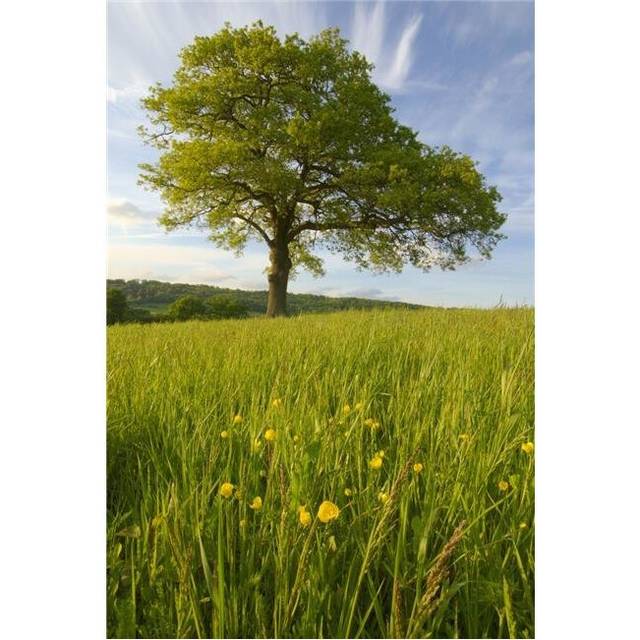 Solitary Oak Tree & Wildflowers In Field Poster Print, 24 x 36 - Large