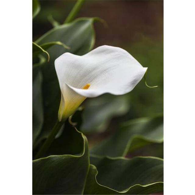 A White Zantedeschia Aethiopica Known As Calla Lily & Arum Lily - British Columbia Canada Poster Print by Debra Brash, 24 x 36 - Large