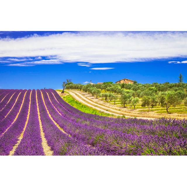 Lavender in Provence, France by Freeartist - Wrapped Canvas Photograph (61cm H x 91cm W x 3.8cm D)