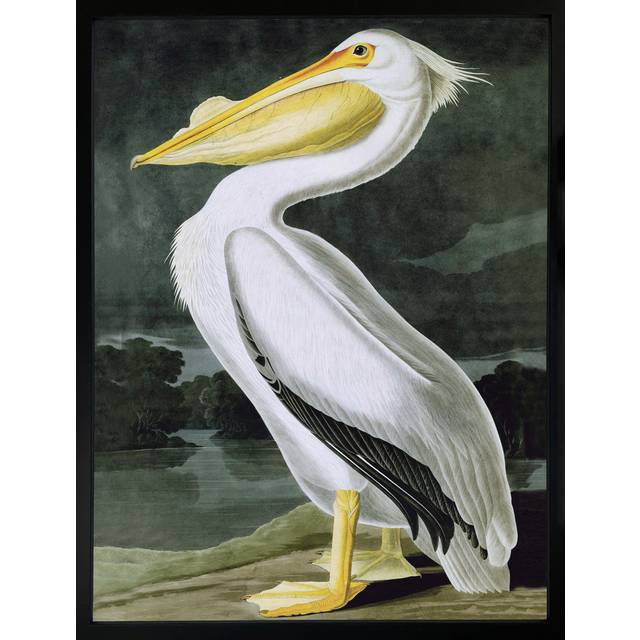 American White Pelican Framed Wall Art - White;Grey;Yellow (53.5 x 43 cm)