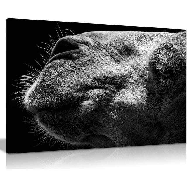Camel Face Close up - Wrapped Canvas Photograph (31cm H x 46cm W x 1.8cm D)