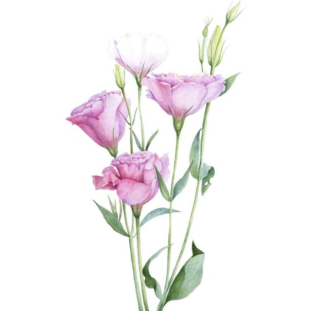 Abisag Lisianthus Flowers by Evgeniya Ivanova - Wrapped Canvas Painting (51cm H x 51cm W x 3.8cm D)