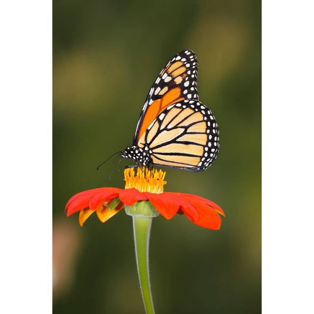 Madanlal Monarch Butterfly on Flower by DougLemke - Wrapped Canvas Photograph (76cm H x 51cm W x 3.8cm D)