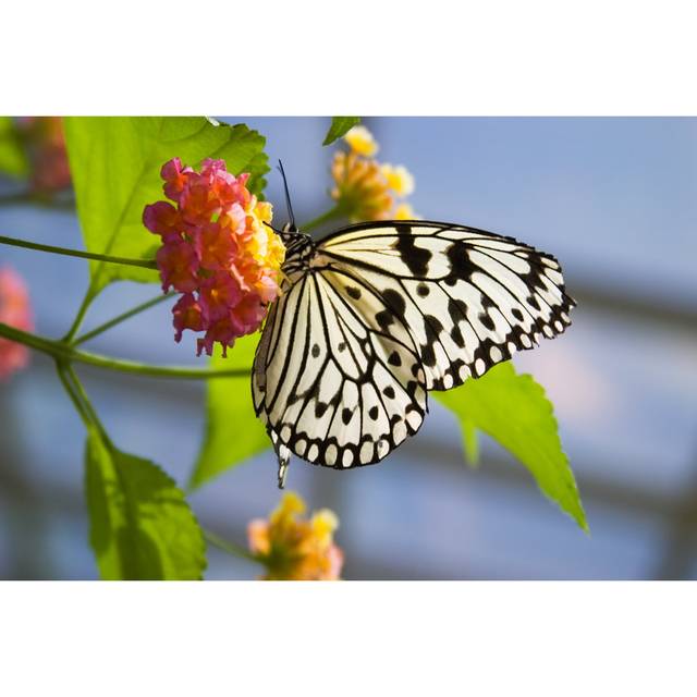 Melmack Butterfly on Flower by Evgenyb - Wrapped Canvas Photograph (20cm H x 30cm W x 3.8cm D)