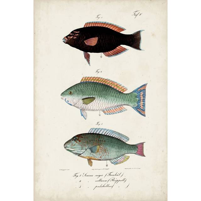 Antique Fish Trio IV by Vision Studio - Wrapped Canvas Painting (122cm H x 81cm W)