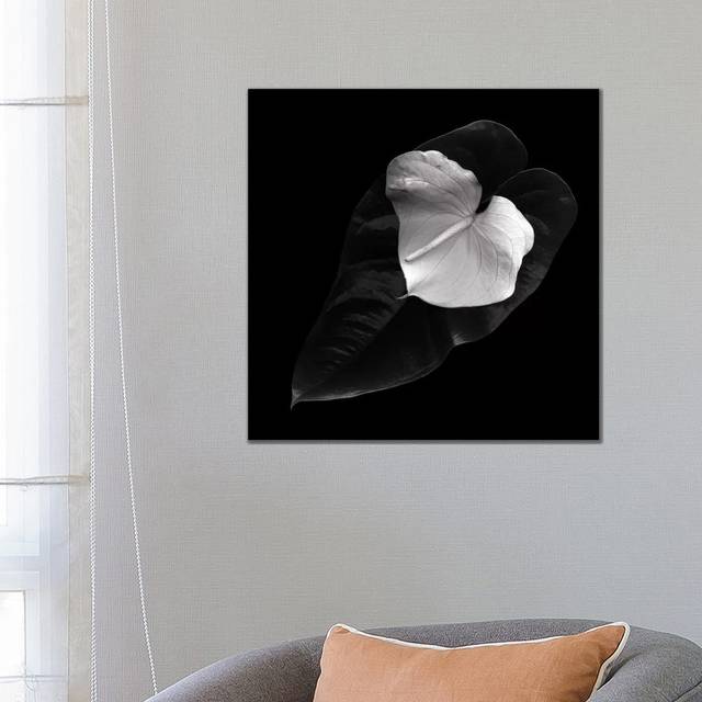 Anthurium, B&W by Magda Indigo - Wrapped Canvas Gallery-Wrapped Canvas Giclée (66.04 cm H x 66.04 cm W x 1.91 cm D)