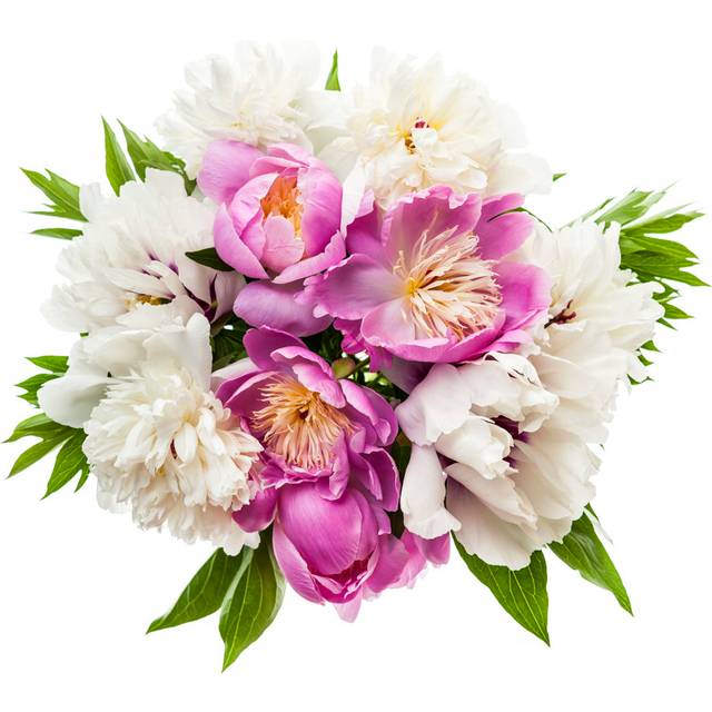 Peony Flower Bouquet Isolated - Wrapped Canvas Photograph (91cm H x 91cm W x 3.8cm D)